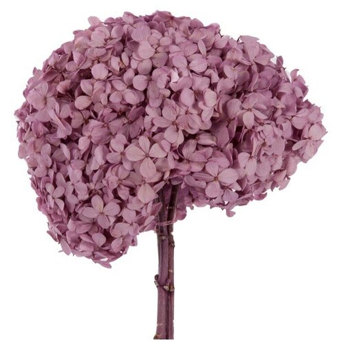 Гортензия стабилизированная 