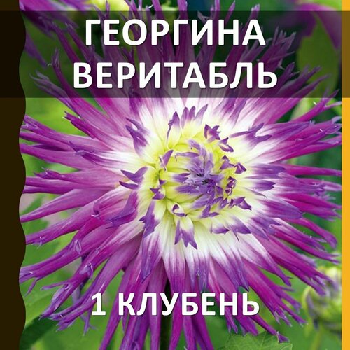 Цветы многолетние клубни георгина Веритабль (Veritable), 1 шт