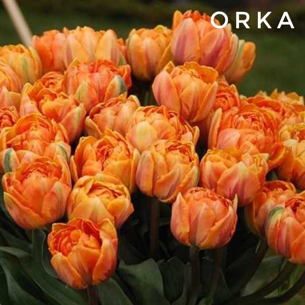 Тюльпаны пионовидные  луковицы сорт Orka оранжевые(4штуки)