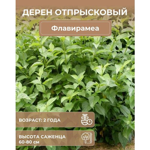 Дерен отпрысковый Флавирамеа дерен отпрысковый вайт голд cornus stolonifera саженец 20 30 см 2 года 2л закрытая зкс