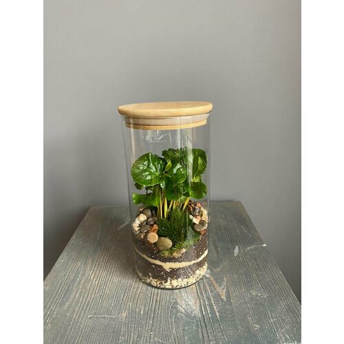 Террариум с кофе