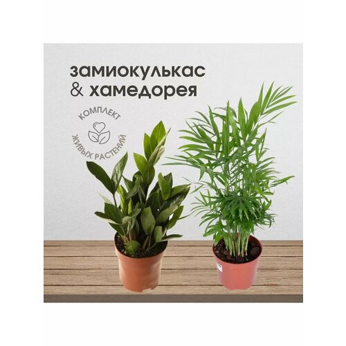 Живые растения Хамедорея и Замиокулькас