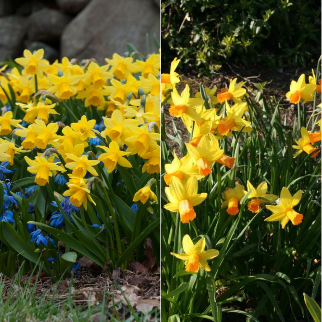 Луковицы цветов botanica garden TWIN нарцисс ТЕТ А ТЕТ 3 ШТ / нарцисс джетфаер 3 ШТ (6 луковиц)