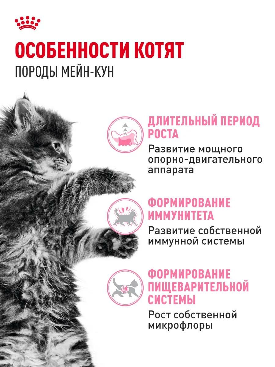 Сухой корм для котят Royal Canin Мейн-кун, профилактика зубного камня 2 кг — фото 1