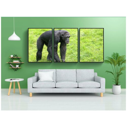 фото Набор модулных постеров для интерьера "шимпанзе, обезьяна, зоопарк" 60x90 см. в тубусе, без рамки lotsprints