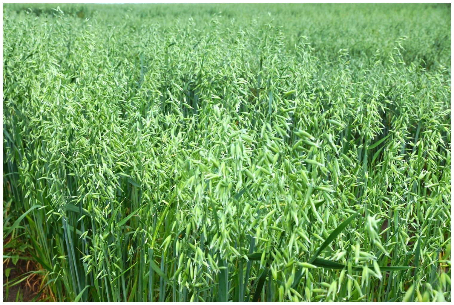 Овес яровой Боррус сидерат, зеленое удобрение, рыхлитель почвы, 500 гр семян