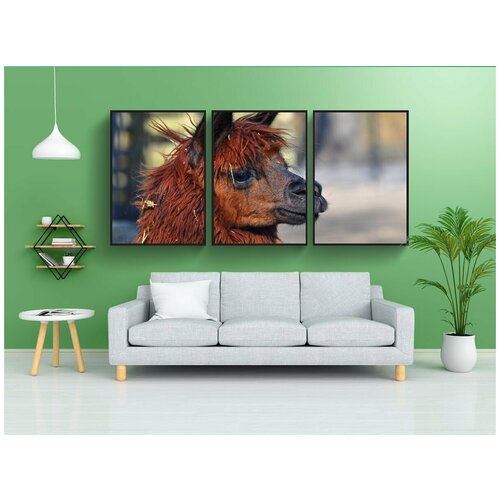 фото Набор модулных постеров для интерьера "альпака, животное, млекопитающее" 60x90 см. в тубусе, без рамки lotsprints
