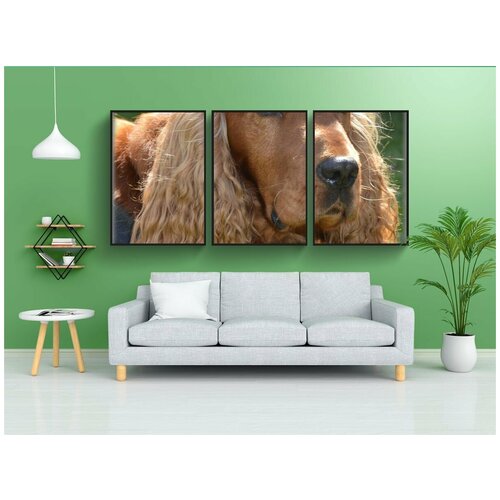 фото Набор модулных постеров для интерьера "кокер-спаниель, собака, домашний питомец" 60x90 см. в тубусе, без рамки lotsprints