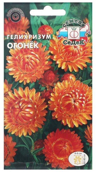 Семена цветов цветок Гелихризум Огонек (прицветниковый ярко-оранжевый) . Евро 02 г./В упаковке шт: 1