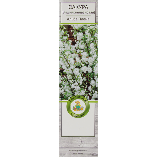 Сакура (Вишня декоративная) в ассортименте белый