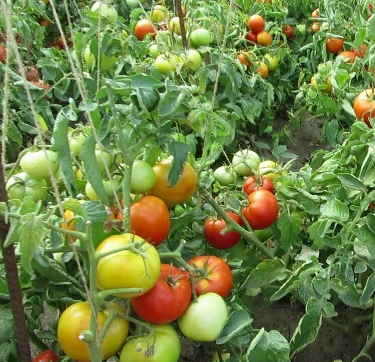 Семена растения томат шансон f1