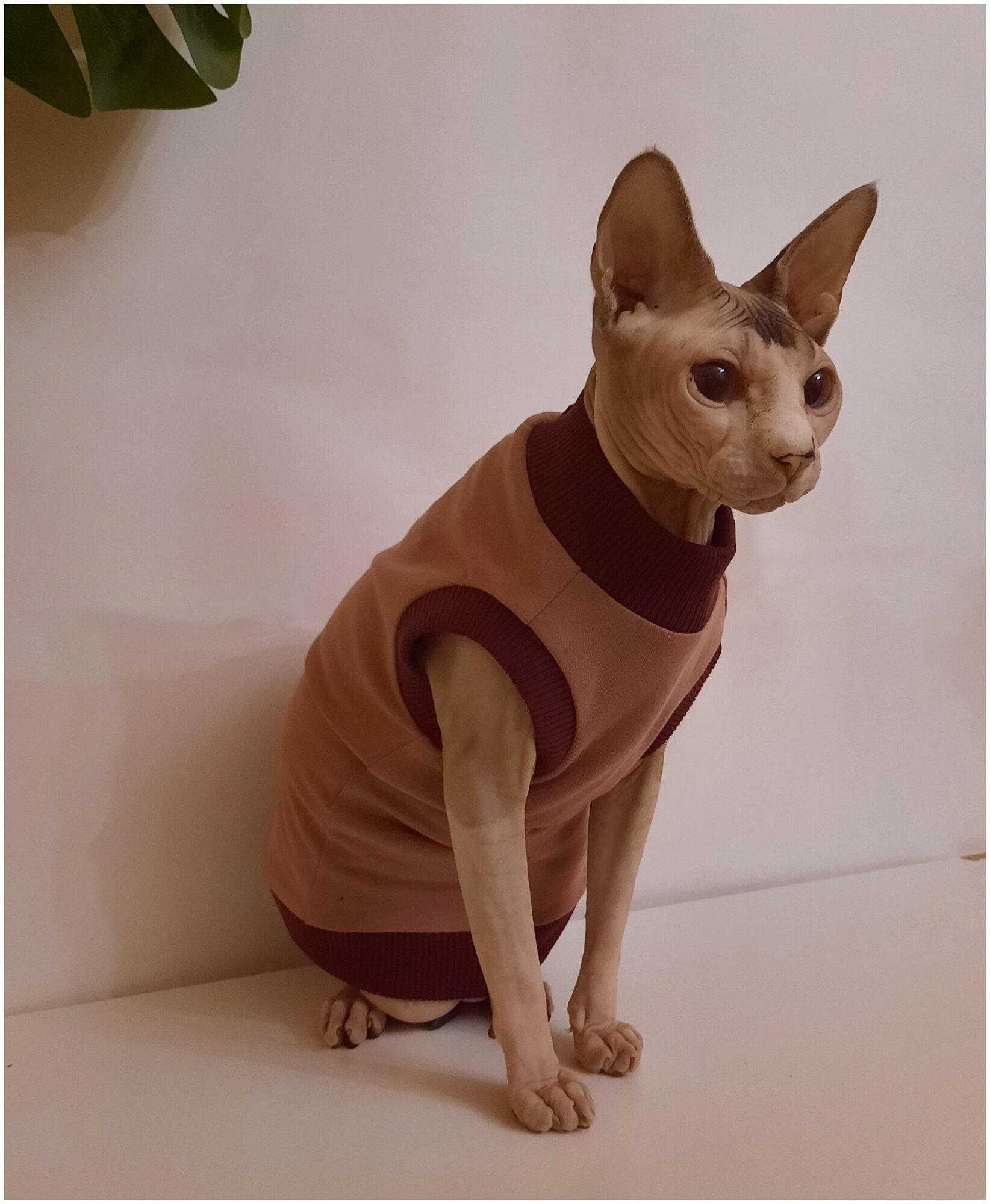 Свитшот для кошек, размер 40 (длина спины 40см), цвет розовая пудра/ толстовка свитшот свитер для кошек сфинкс / одежда для животных - фотография № 7