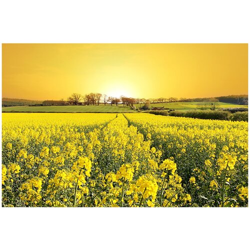 Фреска Уютная стена Восход солнца в желтом поле 410х270 см единым полотном 33210₽