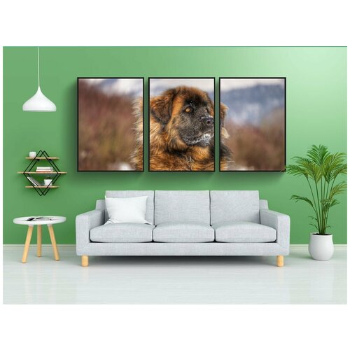 фото Набор модулных постеров для интерьера "пудель малый, собака, зима" 60x90 см. в тубусе, без рамки lotsprints