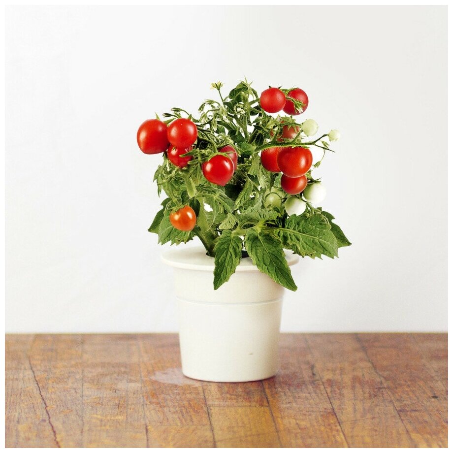 Click And Grow Комплект картриджей Click And Grow Mini Tomato 3 шт. для умного сада Click And Grow мини-томат - фотография № 2