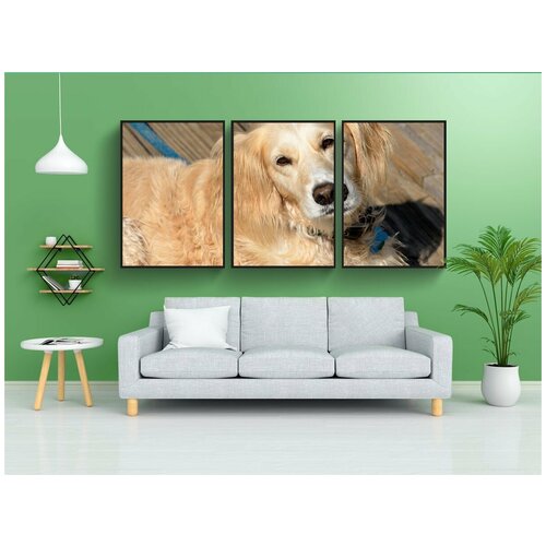 фото Набор модулных постеров для интерьера "спасенная собака, домашний питомец, милый" 60x90 см. в тубусе, без рамки lotsprints