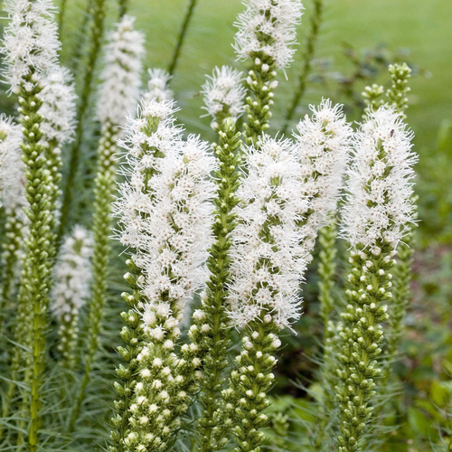 Лиатрис SPICATA ALBA (10 луковиц) лиатрис спиката альба 10шт