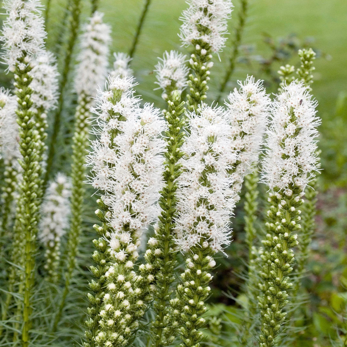 Лиатрис SPICATA ALBA (10 луковиц)