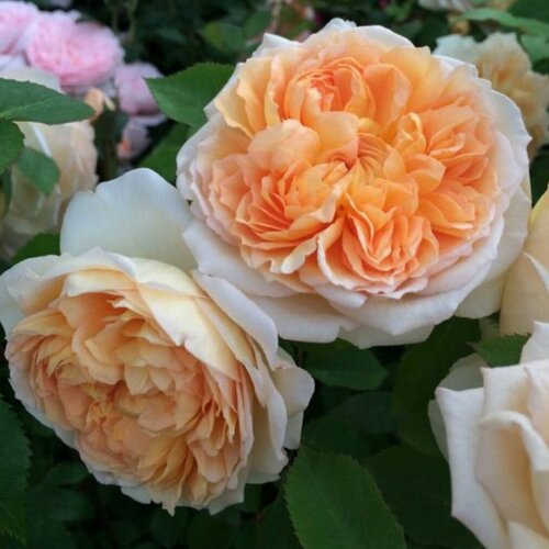 Роза английская парковая Батшеба роза английская парковая гертруда джекилл