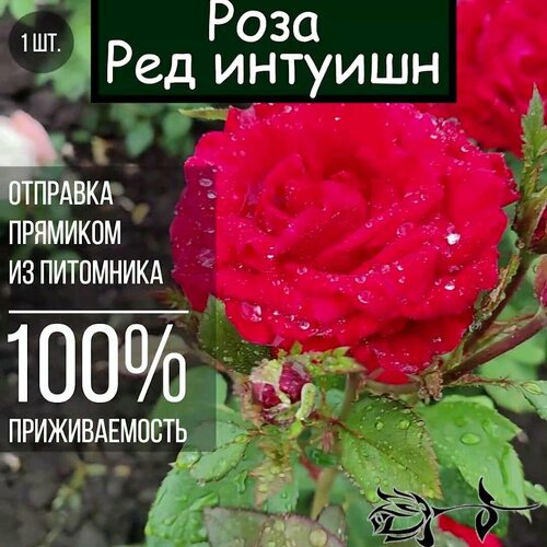 Саженец розы Ред Интуишн / Чайно гибридная роза саженец роза чайно гибридная пинк интуишн
