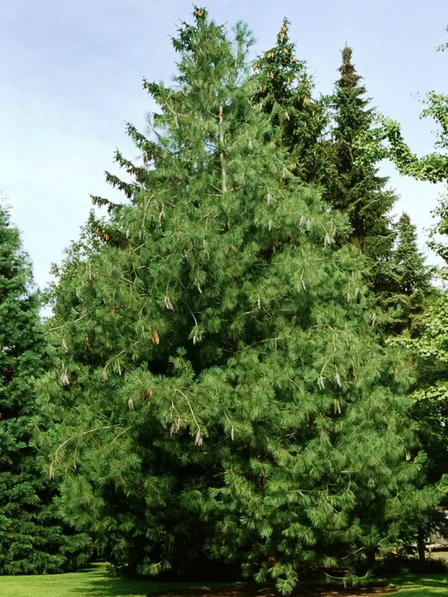 Семена Сосна гималайская (Pinus wallichiana), 10 штук