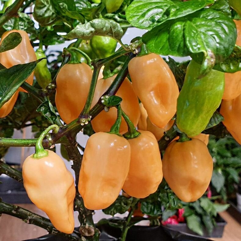 Семена перца Habanero Pink