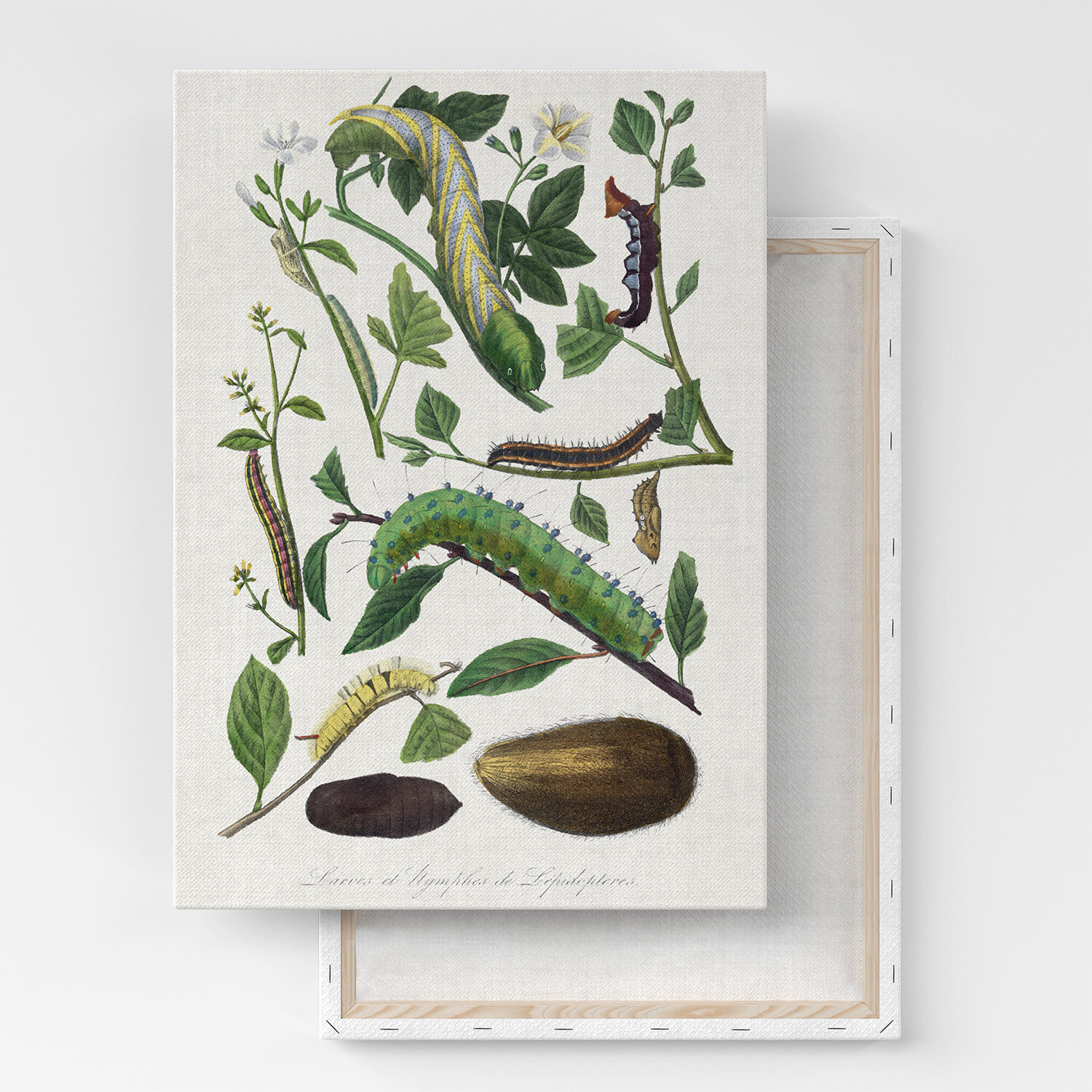 Картина на холсте, репродукция / Le Jardin des Plante / Размер 60 x 80 см