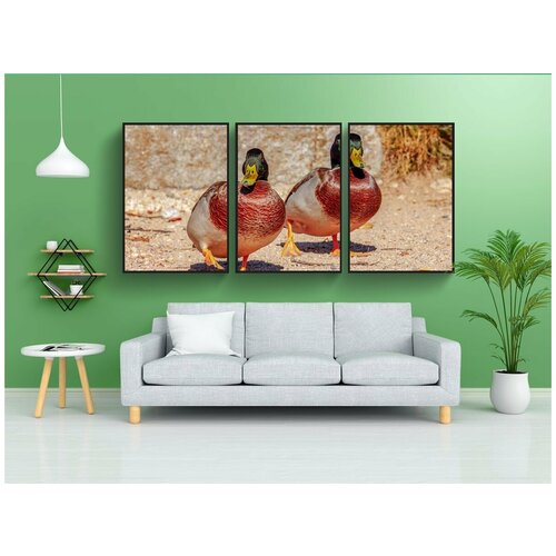 фото Набор модулных постеров для интерьера "утка, водоплавающая птица, животное" 60x90 см. в тубусе, без рамки lotsprints