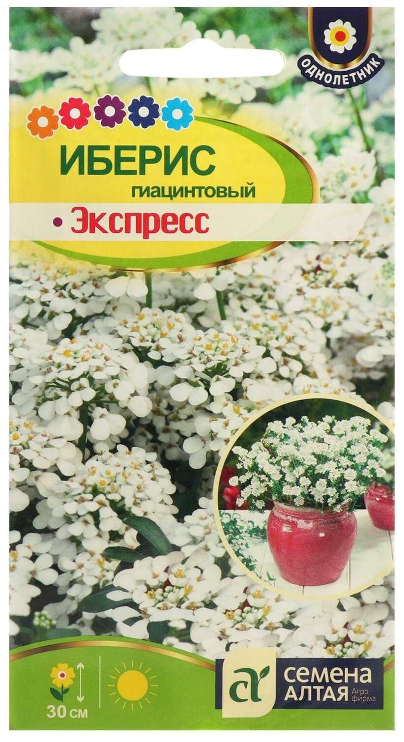 Семена цветов Иберис гиацинтовый "Экспресс" Сем. Алт ц/п 01г