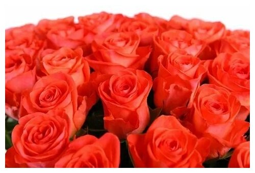 Роза Вау - купить в Дмитрове, Москве и Московской области по низкой цене
