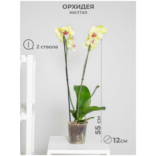 Орхидея фаленопсис 2 ствола 12 дм, комнатное растение, цвет жёлтый