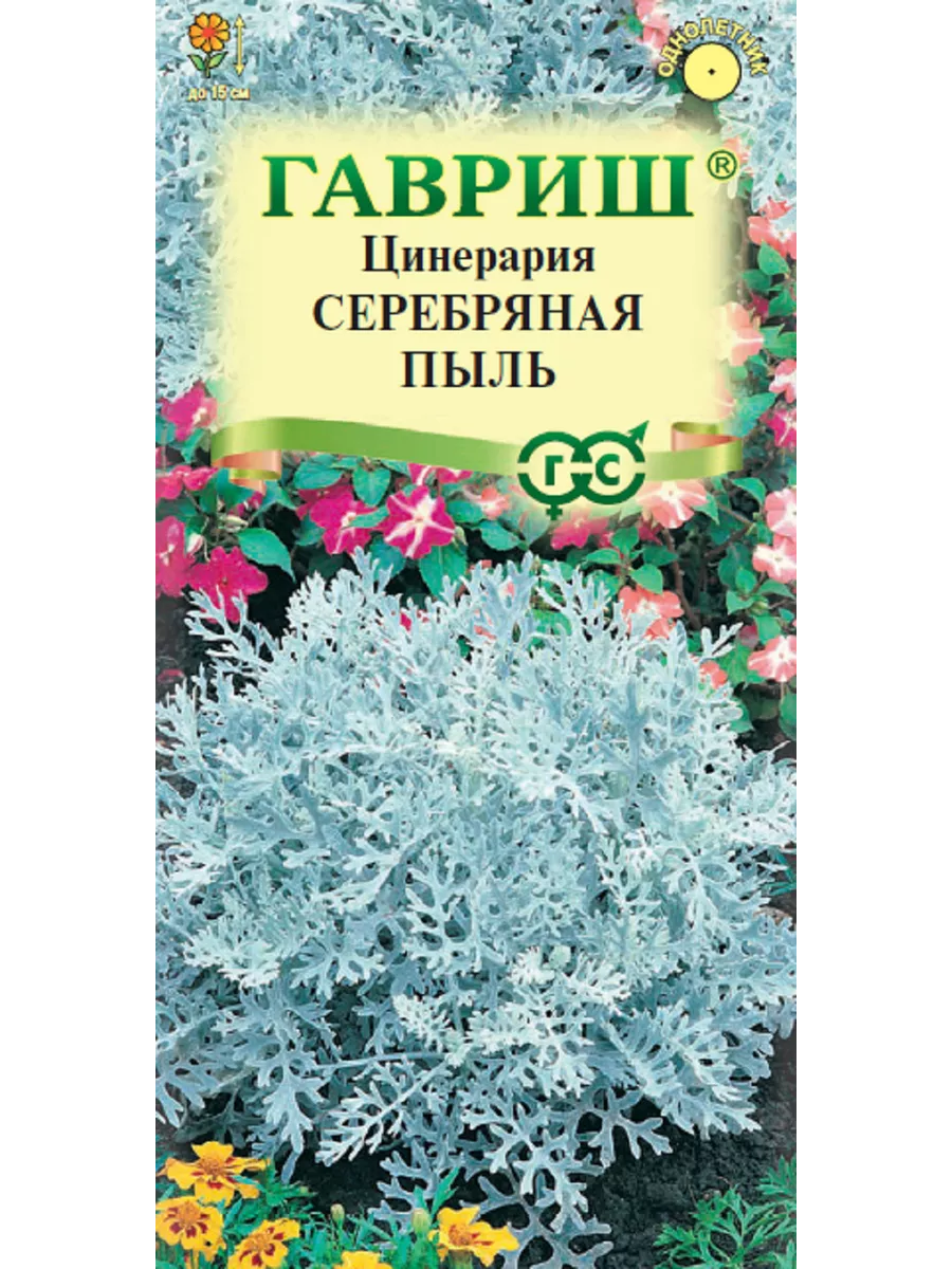 Цинерария приморская Серебряная пыль Гавриш - фото №3