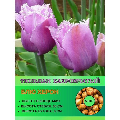 Тюльпан лилиевидный, луковицы 5 штук