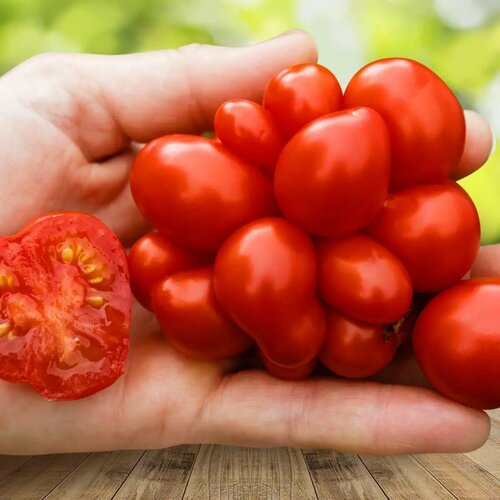 Семена томата "Рейсетомат", однолетние, высокорослые, устойчивы к болезням красный