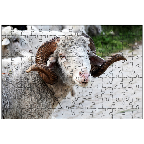 фото Магнитный пазл 27x18см."овец, озу, рога" на холодильник lotsprints