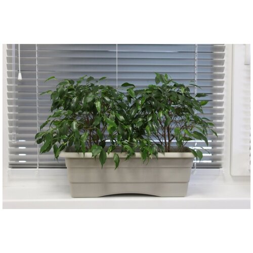 Ящик балконный. пласт. №2 светло-серый L480 h170 /12 - 1 ед. товара