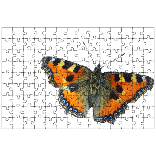 фото Магнитный пазл 27x18см."бабочка, черепаховый, мотылек крылом" на холодильник lotsprints