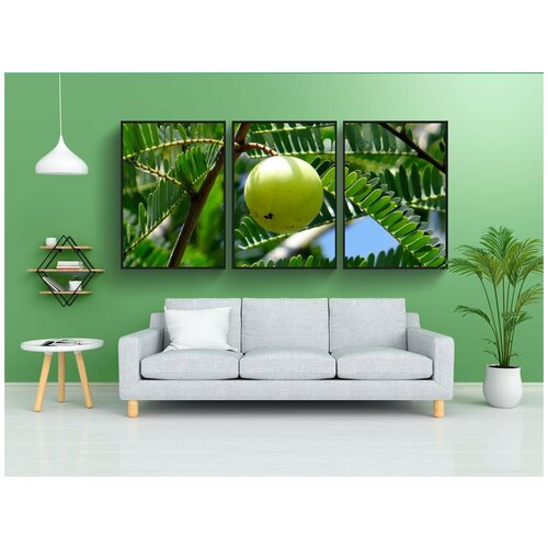 фото Набор модулных постеров для интерьера "индийский крыжовник, амла, phyllanthus emblica" 60x90 см. в тубусе, без рамки lotsprints