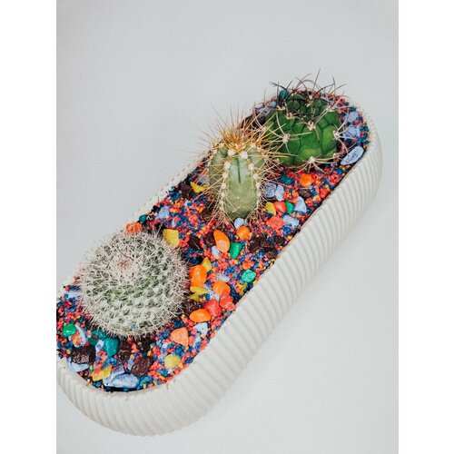 Кактус микс из трех штук в кашпо