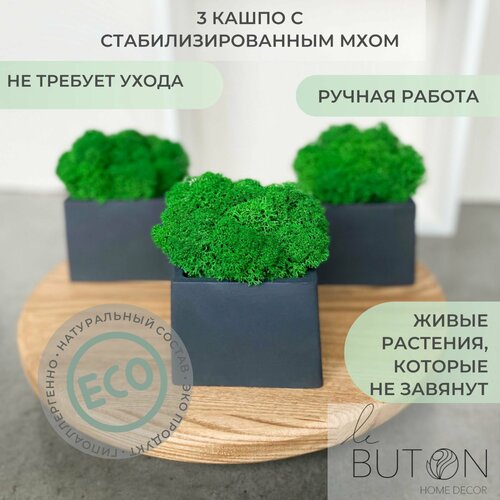 фото Мох стабилизированный в квадратном кашпо черного цвета, 3 штуки для декора дома