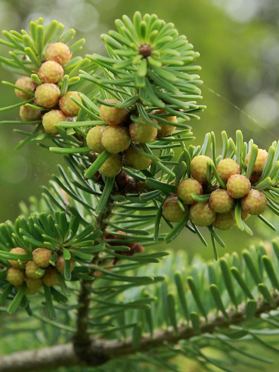 Семена Пихта корейская (Abies koreana), 20 штук — фото 1