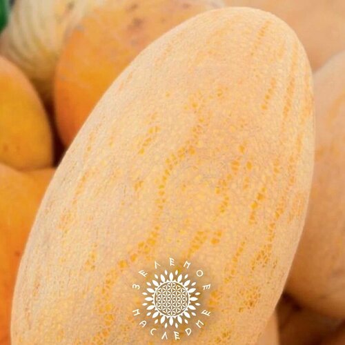 Семена Дыня 