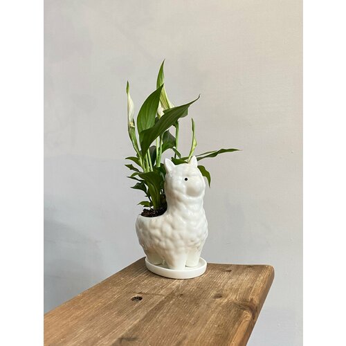 Спатифиллум Шопен в кашпо альпака