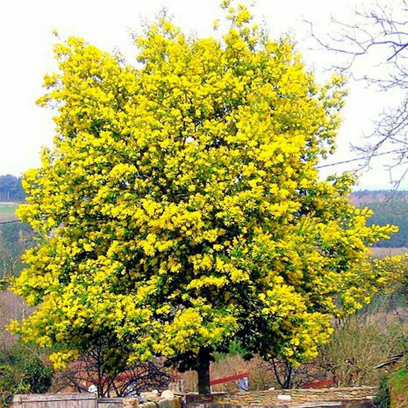 Акация Серебристая - Акация подбелённая - (Acacia dealbata) семена 10шт + подарочек