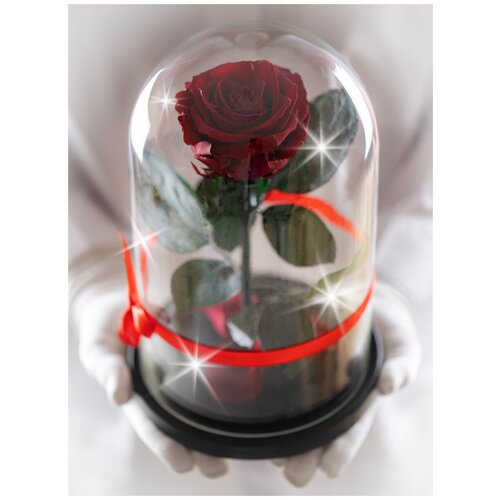 Стабилизированная роза в колбе Therosedome Premium 7-8 см, бордовый
