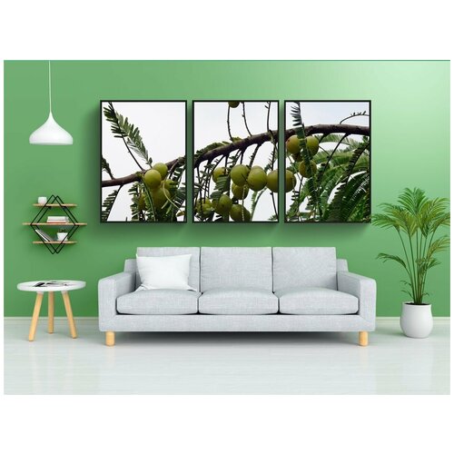 фото Набор модулных постеров для интерьера "индийский крыжовник, амла, phyllanthus emblica" 60x90 см. в тубусе, без рамки lotsprints