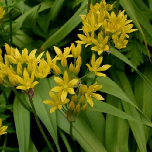 Аллиум MOLY (10 луковиц)