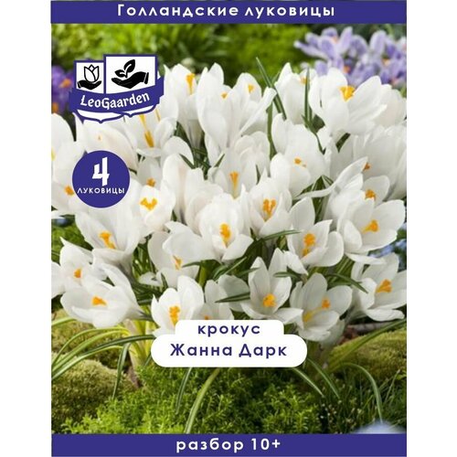 цветы крокусы Крокус Луковица, Жанна Дарк, 4шт
