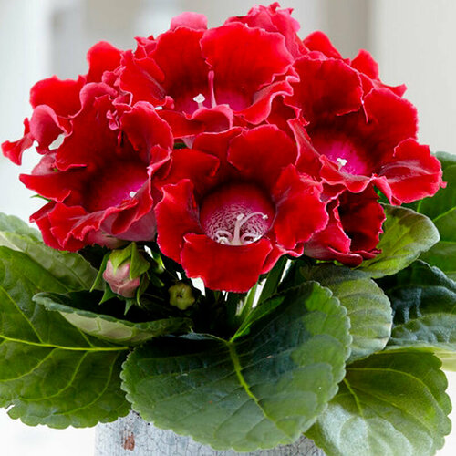 Глоксиния Дефьянс, 2 клубня