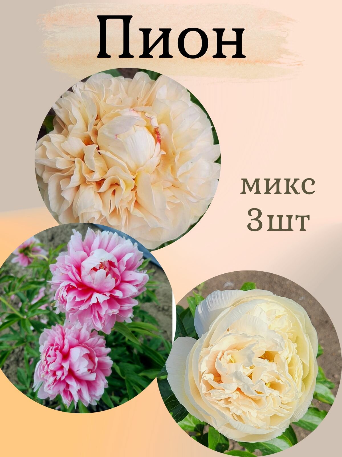 Пионы многолетние цветы Микс из 3 штук